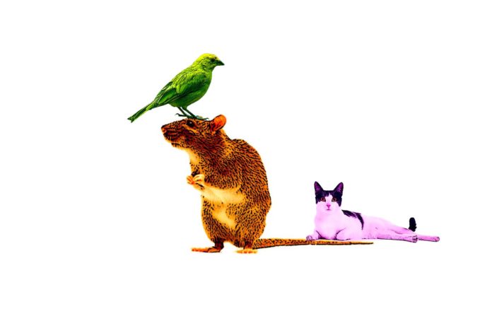 Top 5 Animals With Autism on Youtube Top 5 Animals With Autism on Youtube
