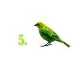 1. Bird copy