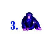 1. monkey